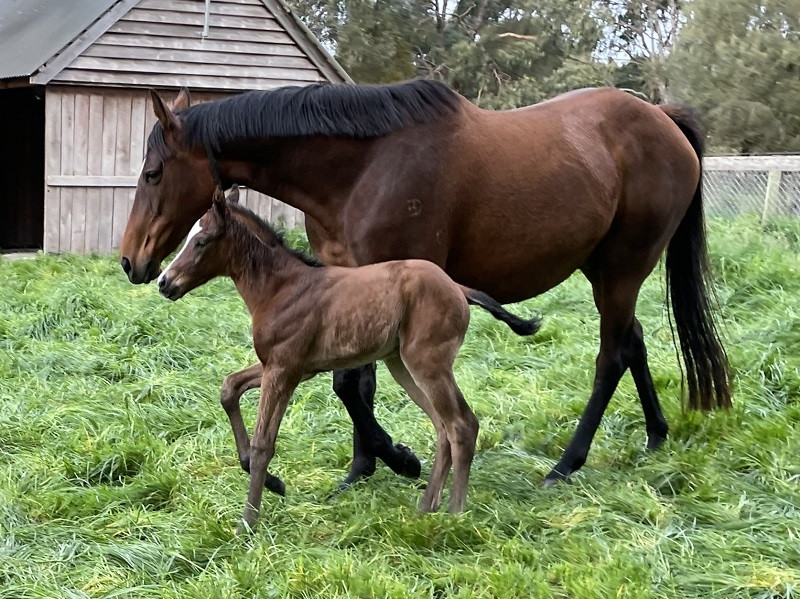 115 Jeruca Joy x Royal Meeting bf 08-20